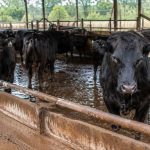Os Riscos do Parasita Mortal da Pecuária e os Impactos Sanitários no Mercado Global da Carne