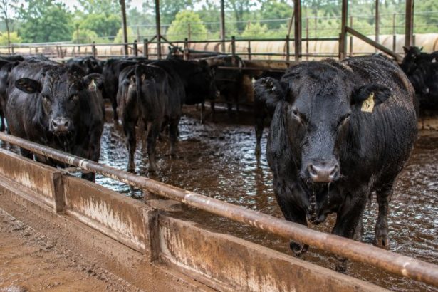 Os Riscos do Parasita Mortal da Pecuária e os Impactos Sanitários no Mercado Global da Carne