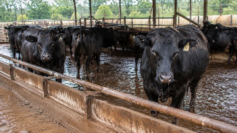 Os Riscos do Parasita Mortal da Pecuária e os Impactos Sanitários no Mercado Global da Carne