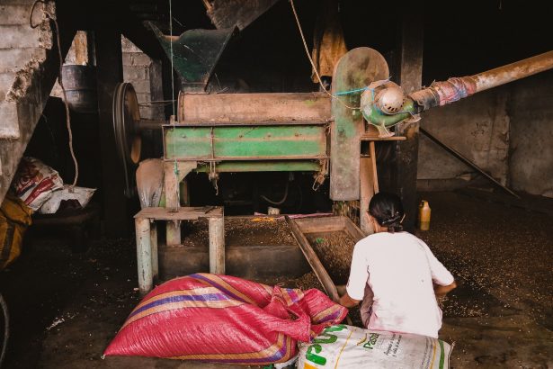 Trabalhadora opera uma máquina de moagem de milho em ambiente industrial.